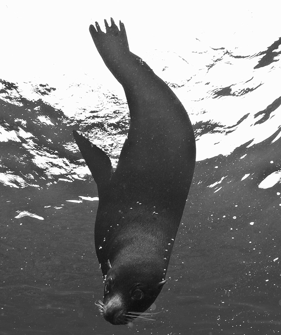 086 sea lion,Galapagos.jpg